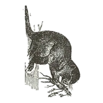 An engraving of an otter holding a crayfish, in dense black line.