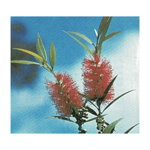 Bottlebrush flower, original